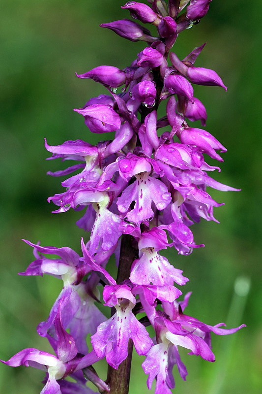 Orchis mascula subsp. speciosa / Orchide elegante